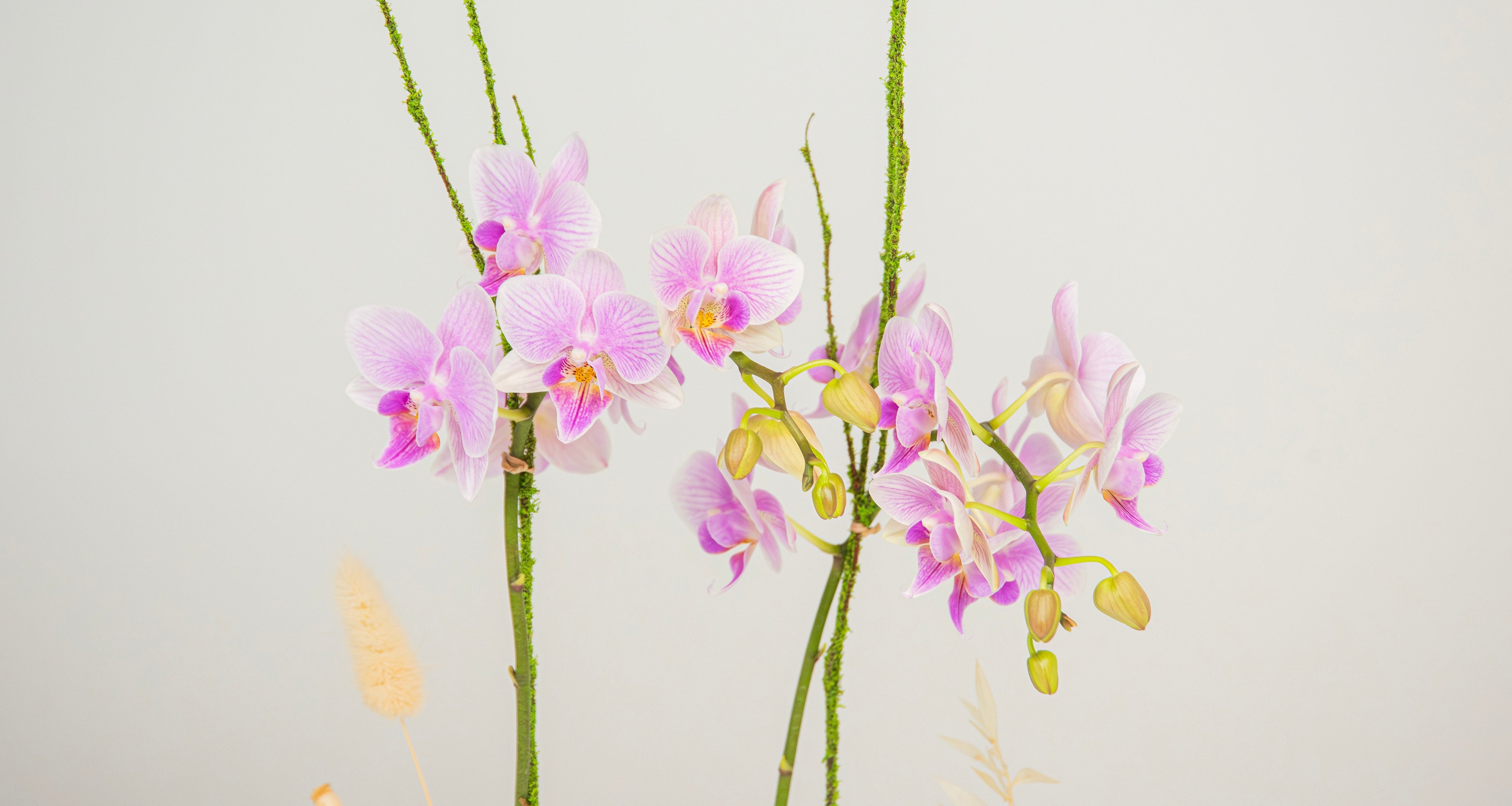 phalaenopsis orchid plant tropical blooms white fuschia
