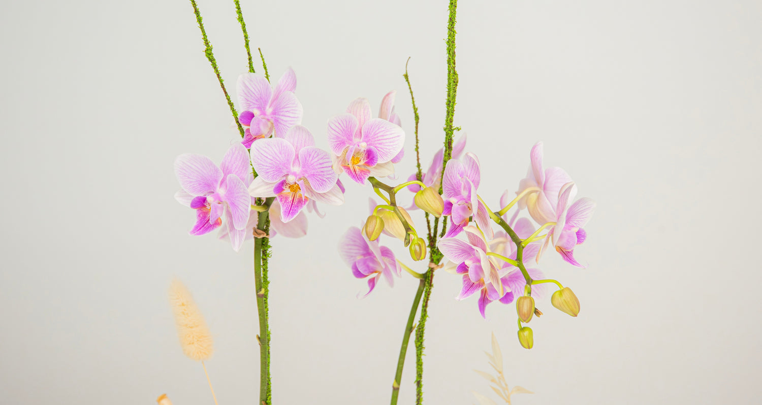 phalaenopsis orchid plant tropical blooms white fuschia