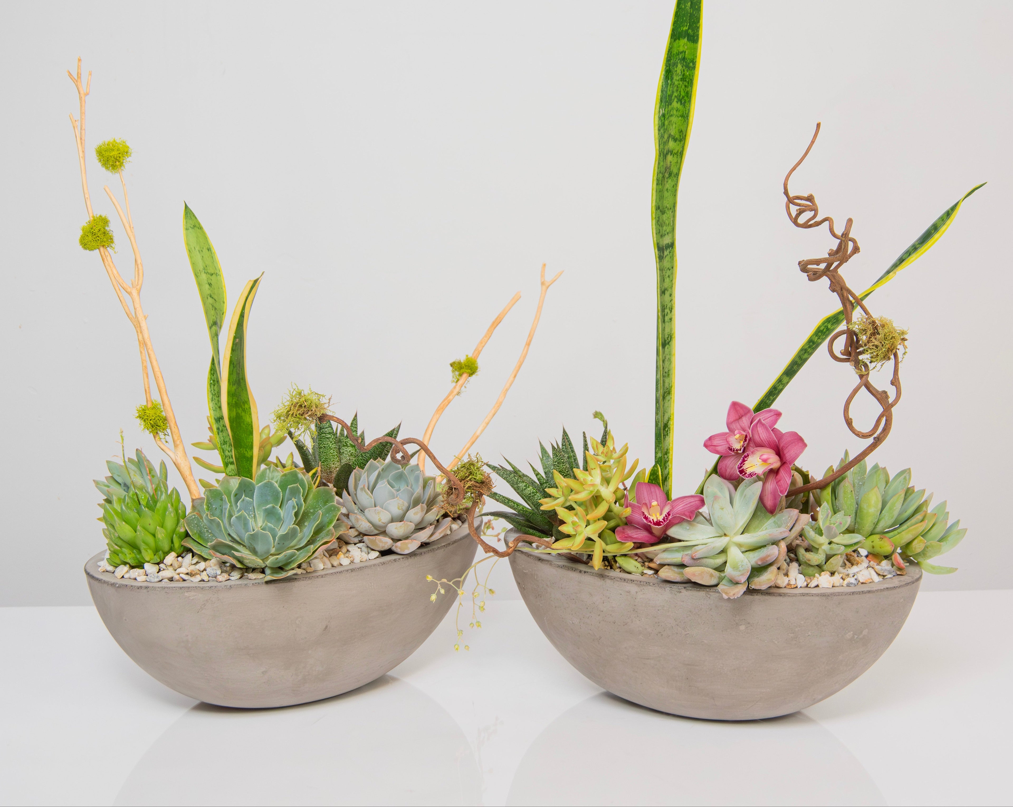 Plants & Succulents