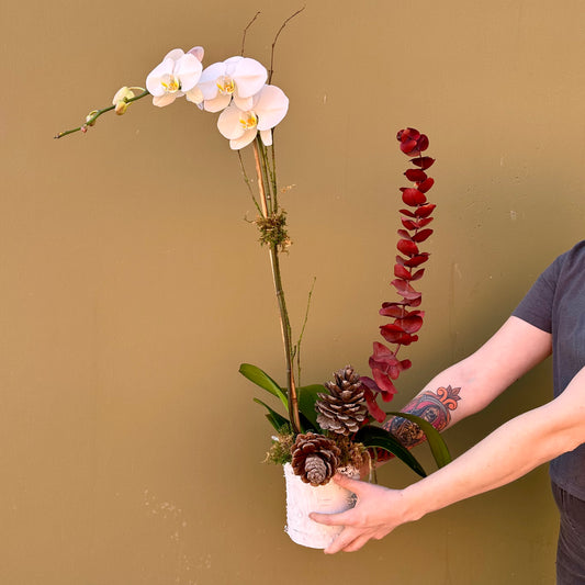 Winter Orchid - The English Garden