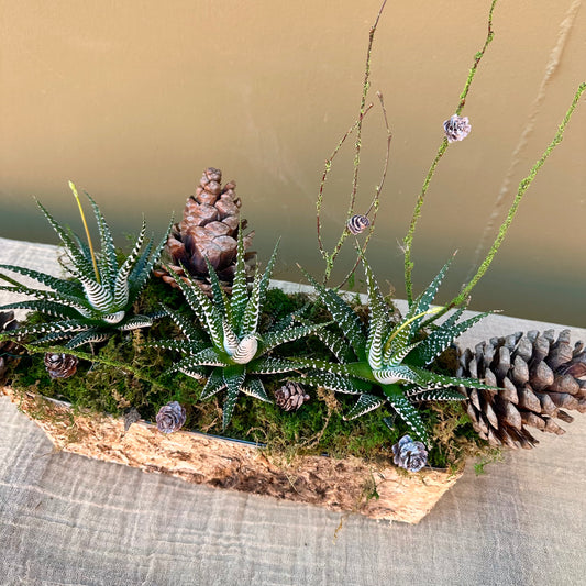Woodland Succulent Arrangement - The English Garden