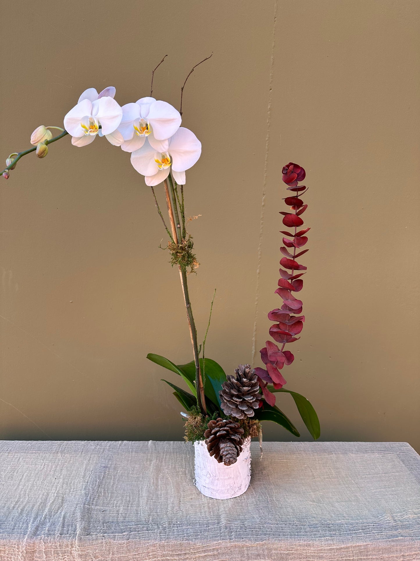 Winter Orchid - The English Garden