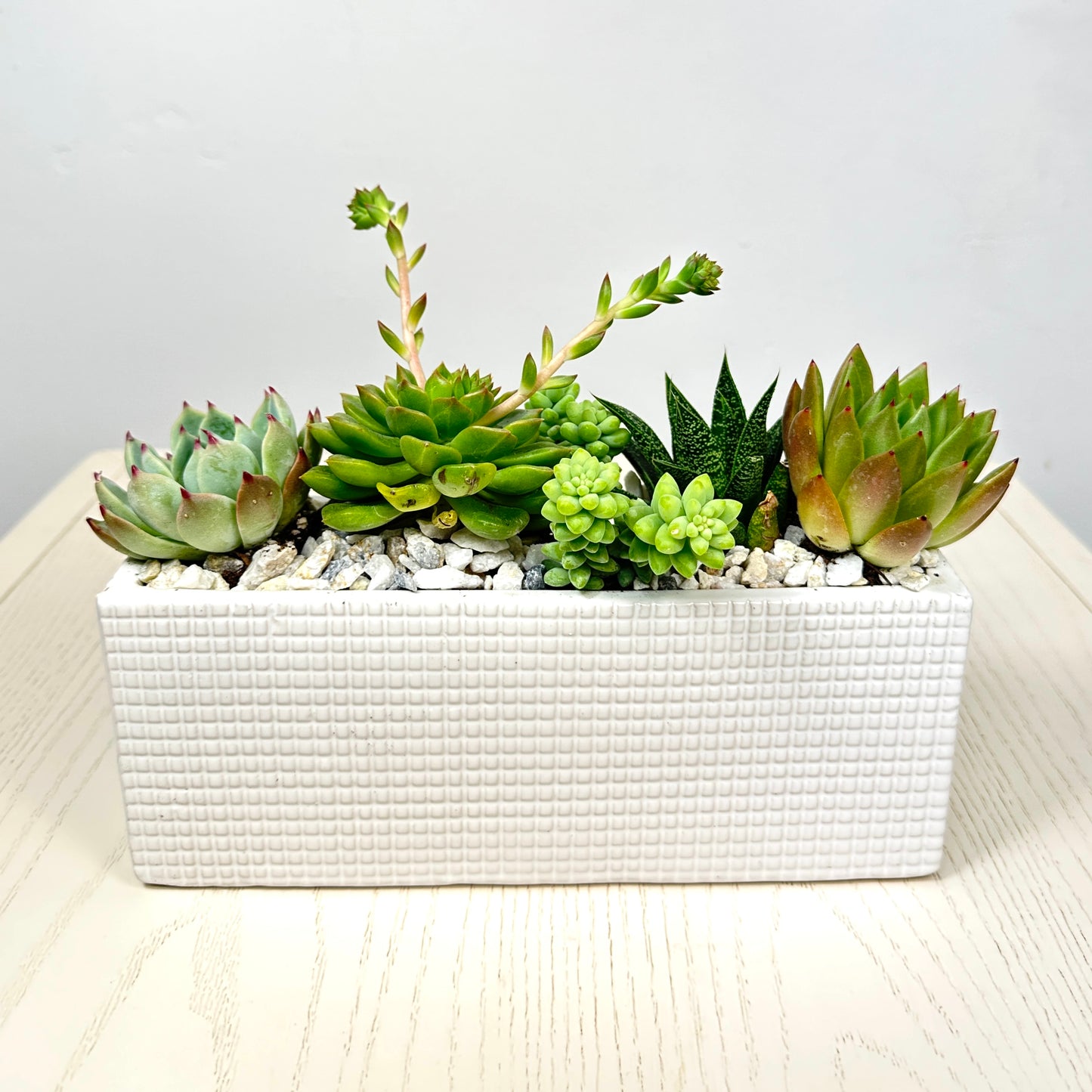 Succulent Garden