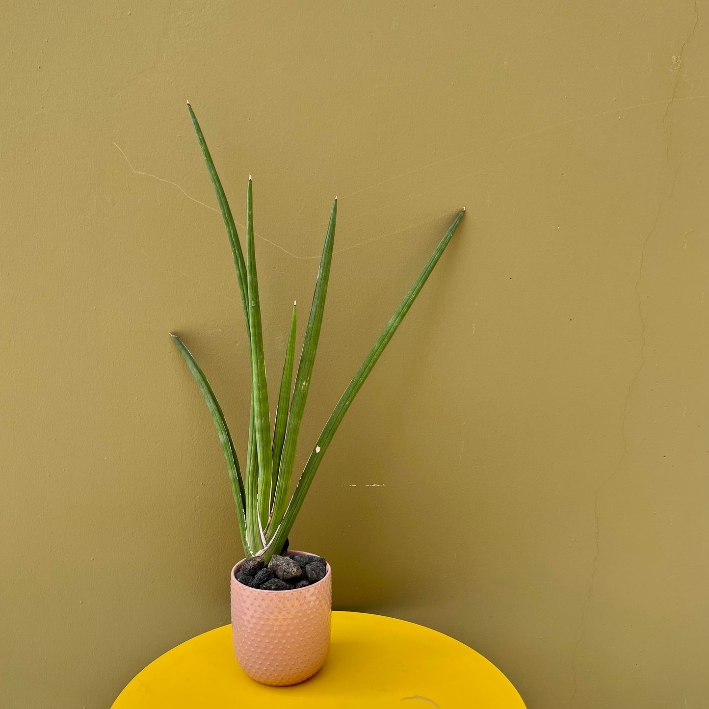 Sansevieria Cylindrica - The English Garden