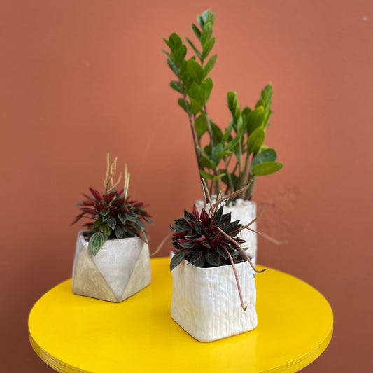 Schmedium Plant - The English Garden