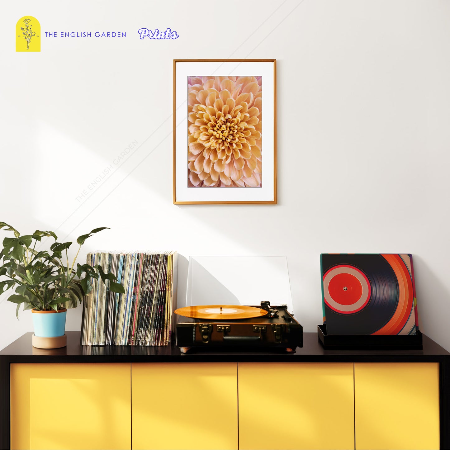 Sunrise Chrysanthemum Print (Digital Download)