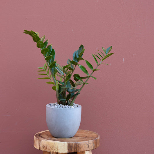 ZZ Plant - The English Garden