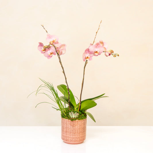 Custom Orchid Arrangement
