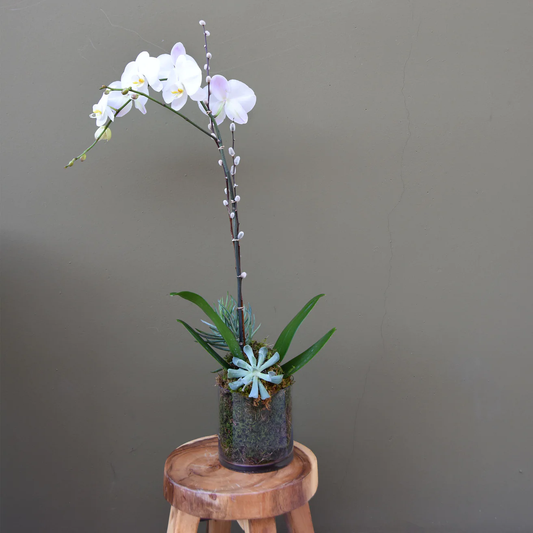 Into the Jungle - The English Garden