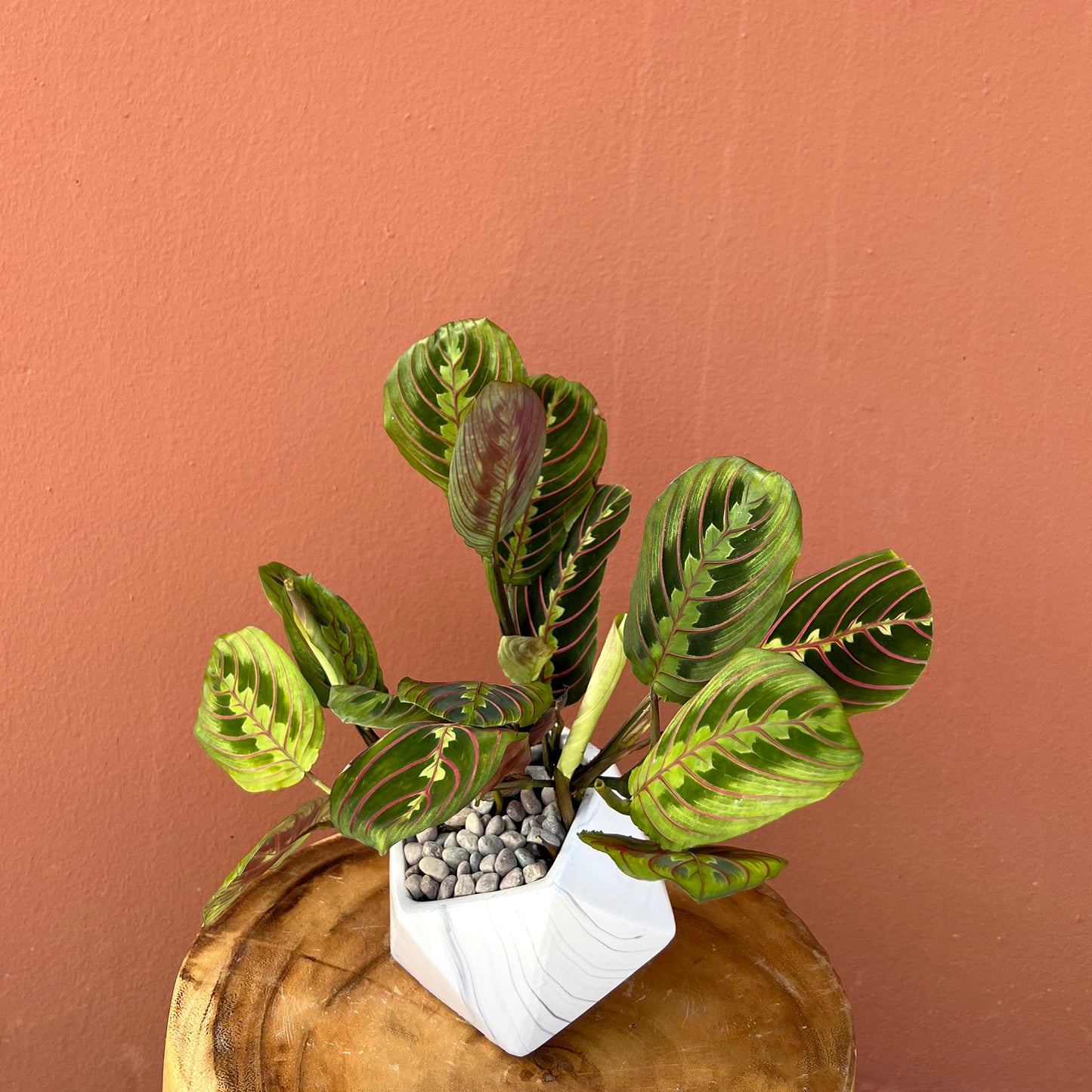 Geometric Prayer Plant - The English Garden