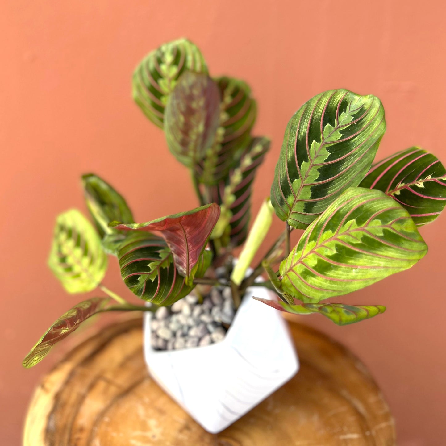 Geometric Prayer Plant - The English Garden