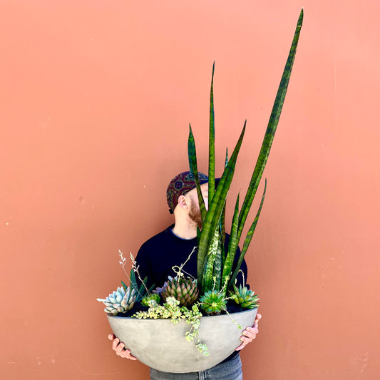Luxury Designer's Choice Succulent Arrangement