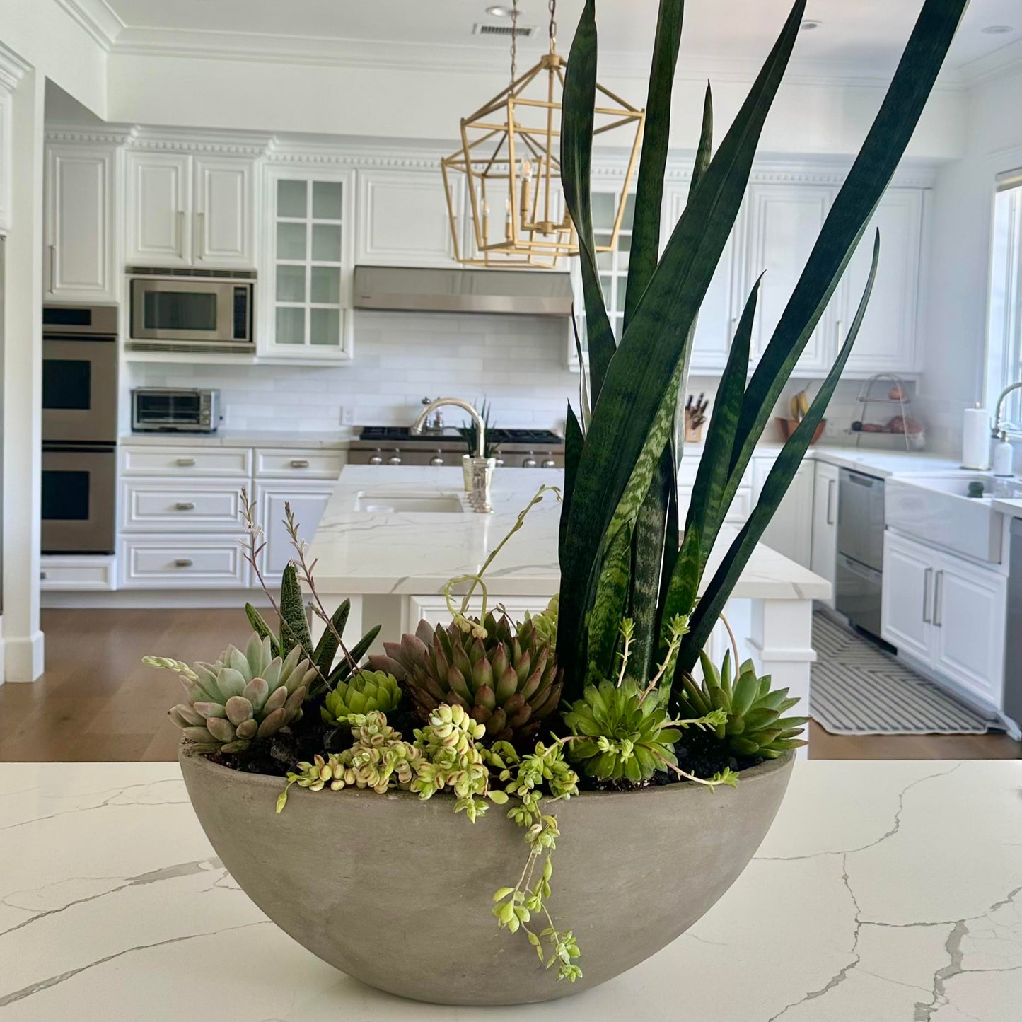 Luxury Designer's Choice Succulent Arrangement