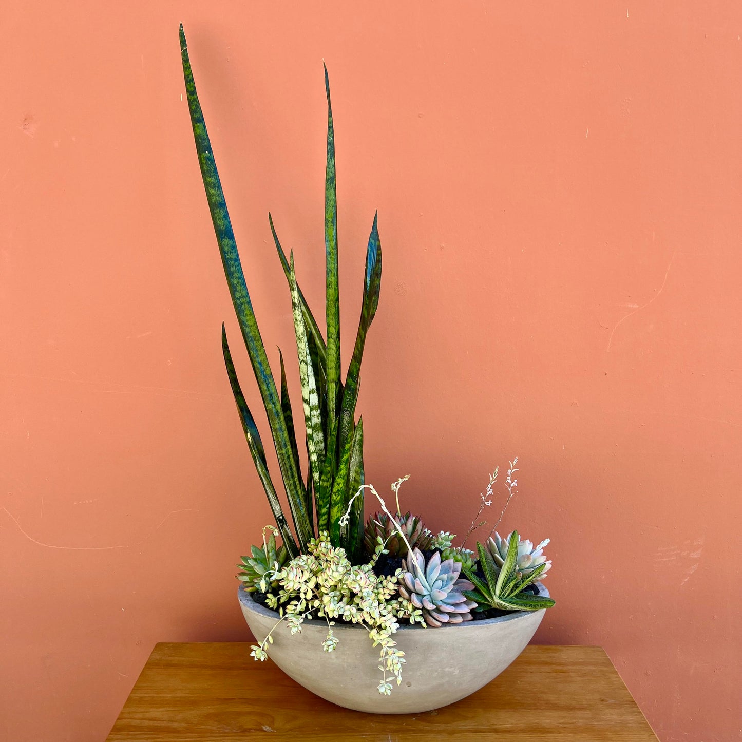 Luxury Designer's Choice Succulent Arrangement