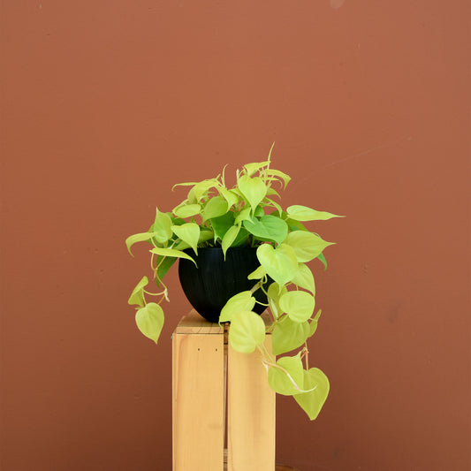 Lime Green Pothos - The English Garden