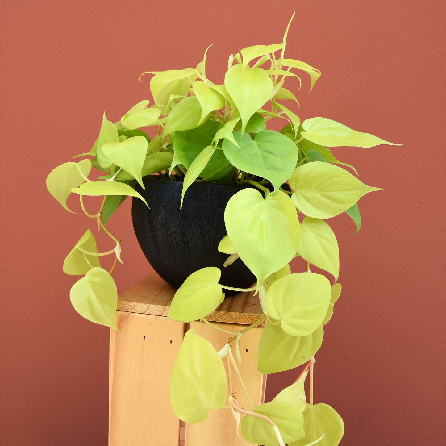 Lime Green Pothos - The English Garden