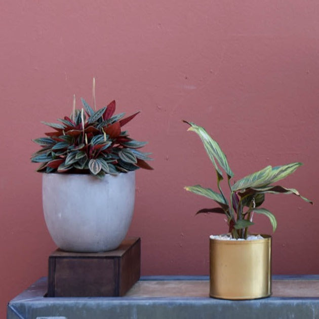 Plant Subscription - The English Garden