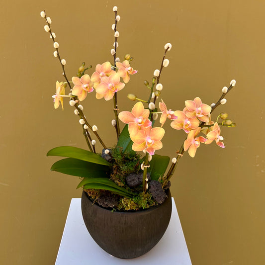 Rocky Meadow Orchid