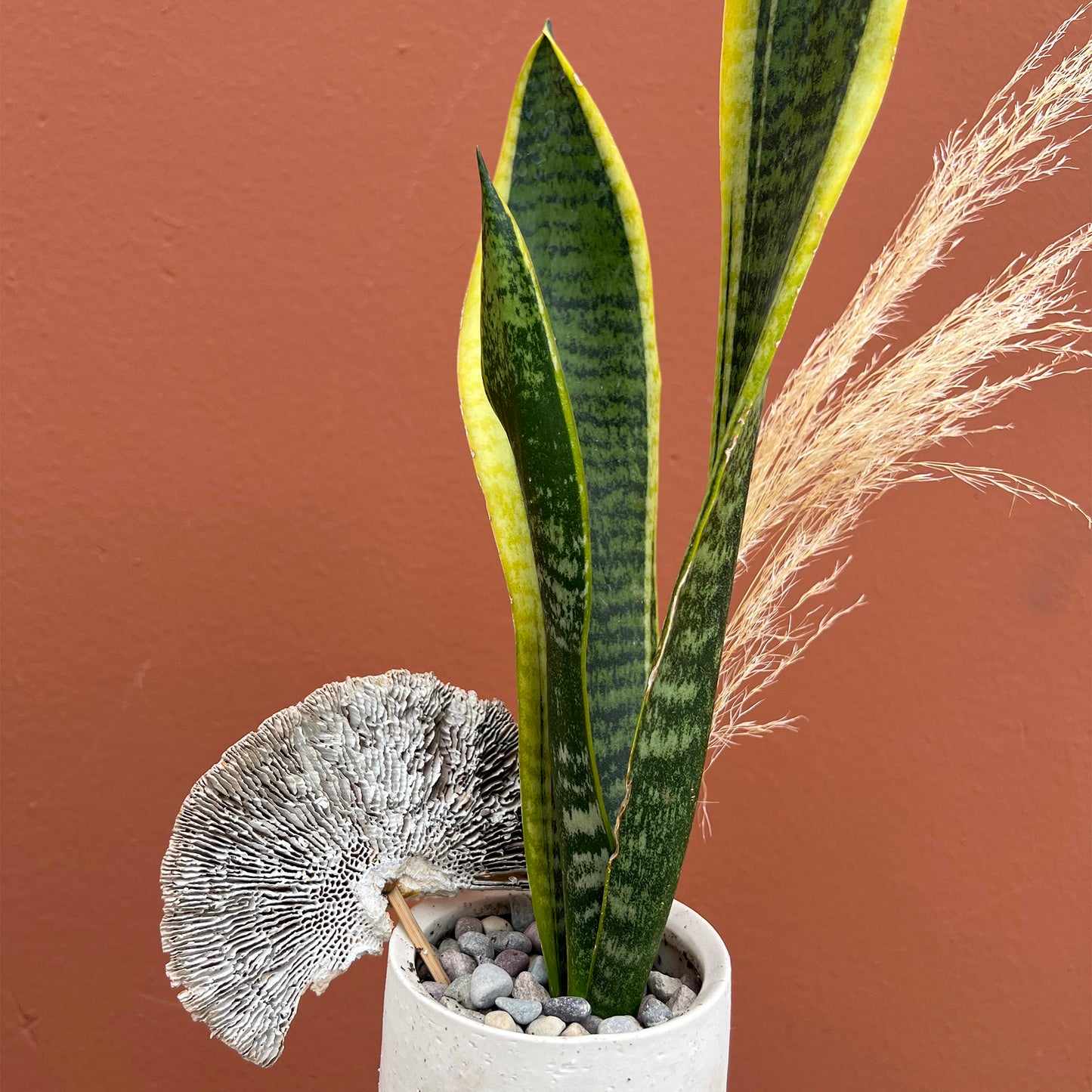 Snake Plant - The English Garden