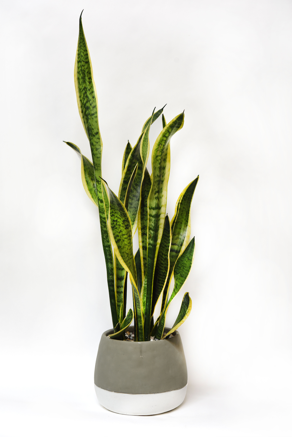sansevieria en ingles Sansevieria