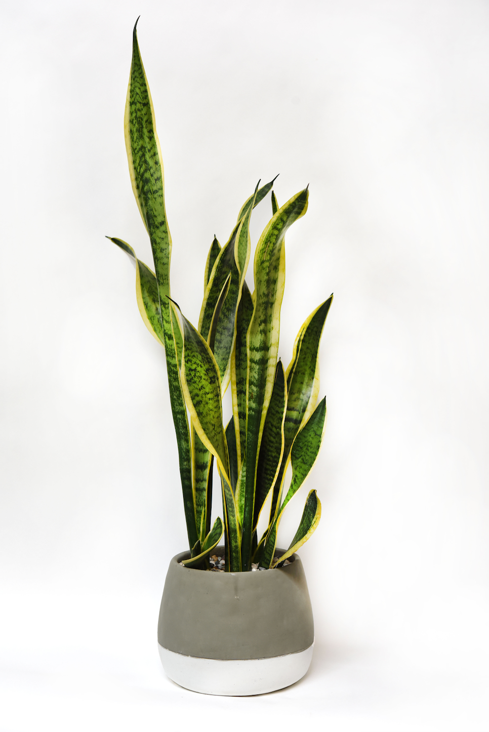 Sansevieria - The English Garden