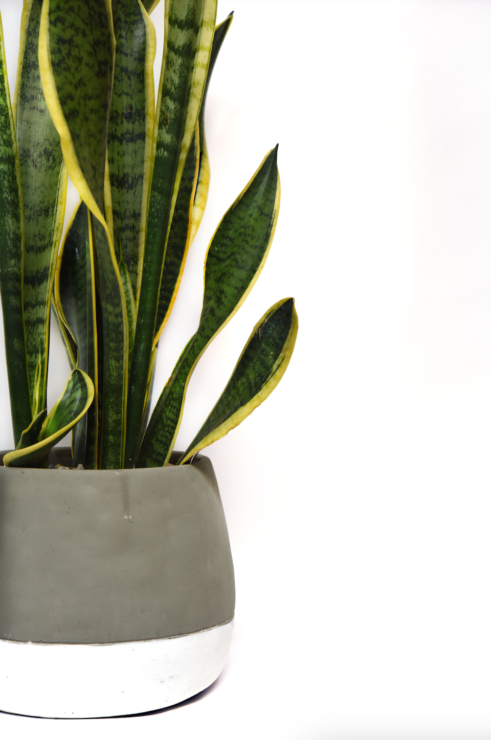 Sansevieria - The English Garden