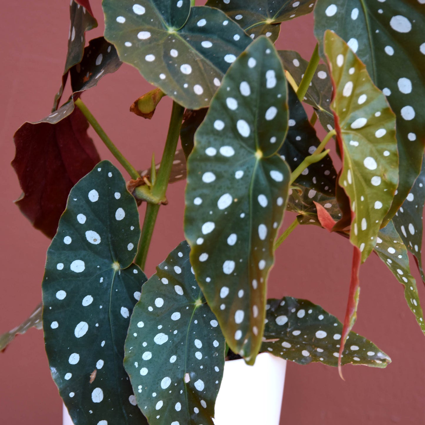 Spotted Begonia - The English Garden