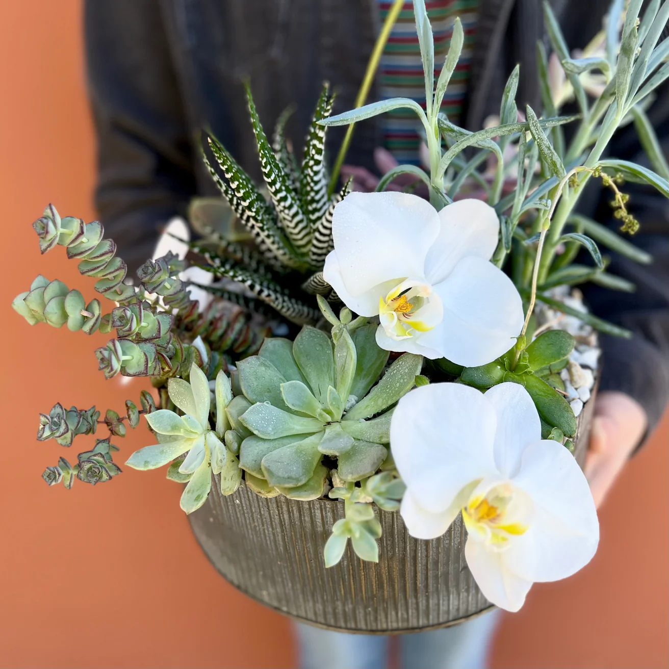 Succulents & Phalaenopsis - The English Garden