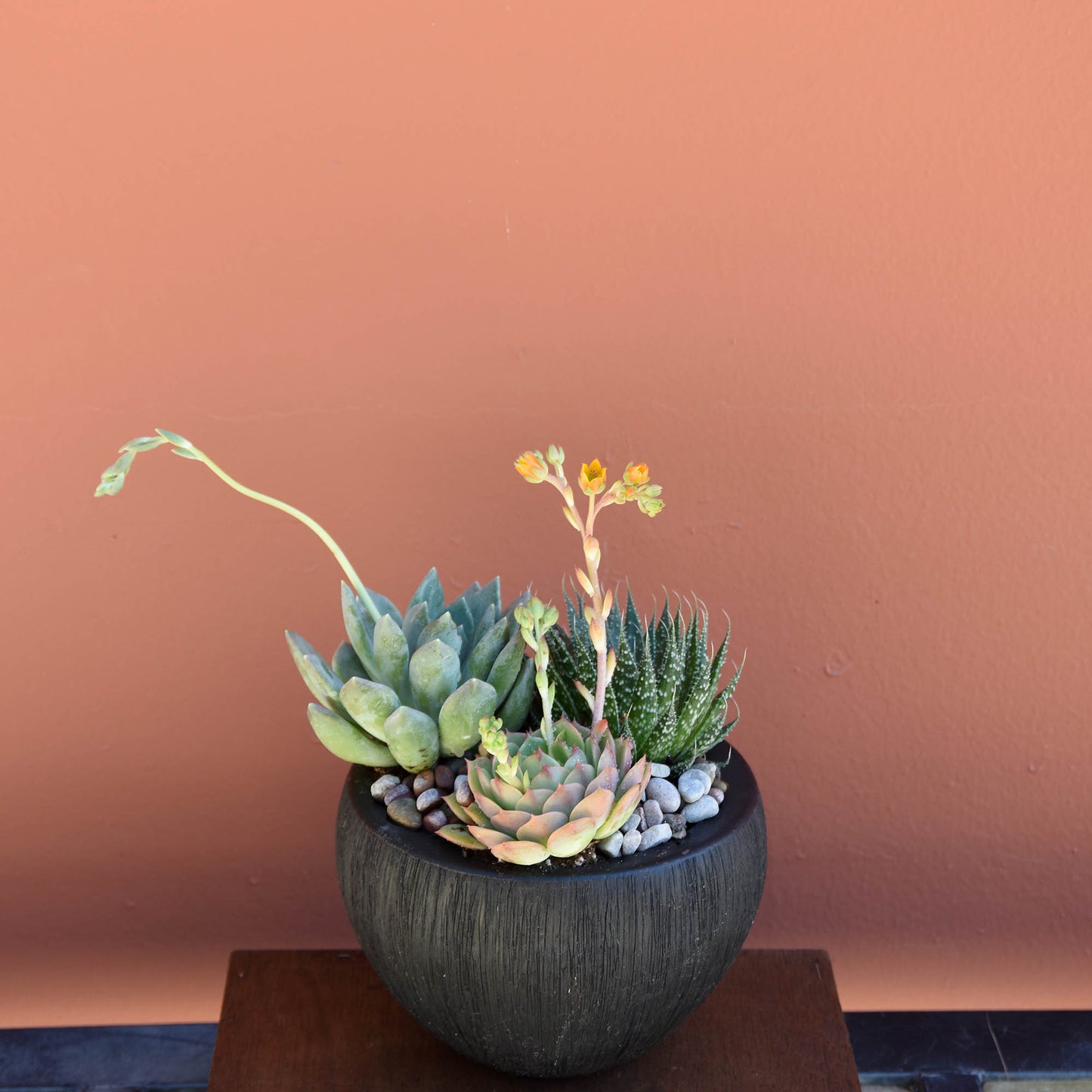 Succulent Trio Bowl - The English Garden