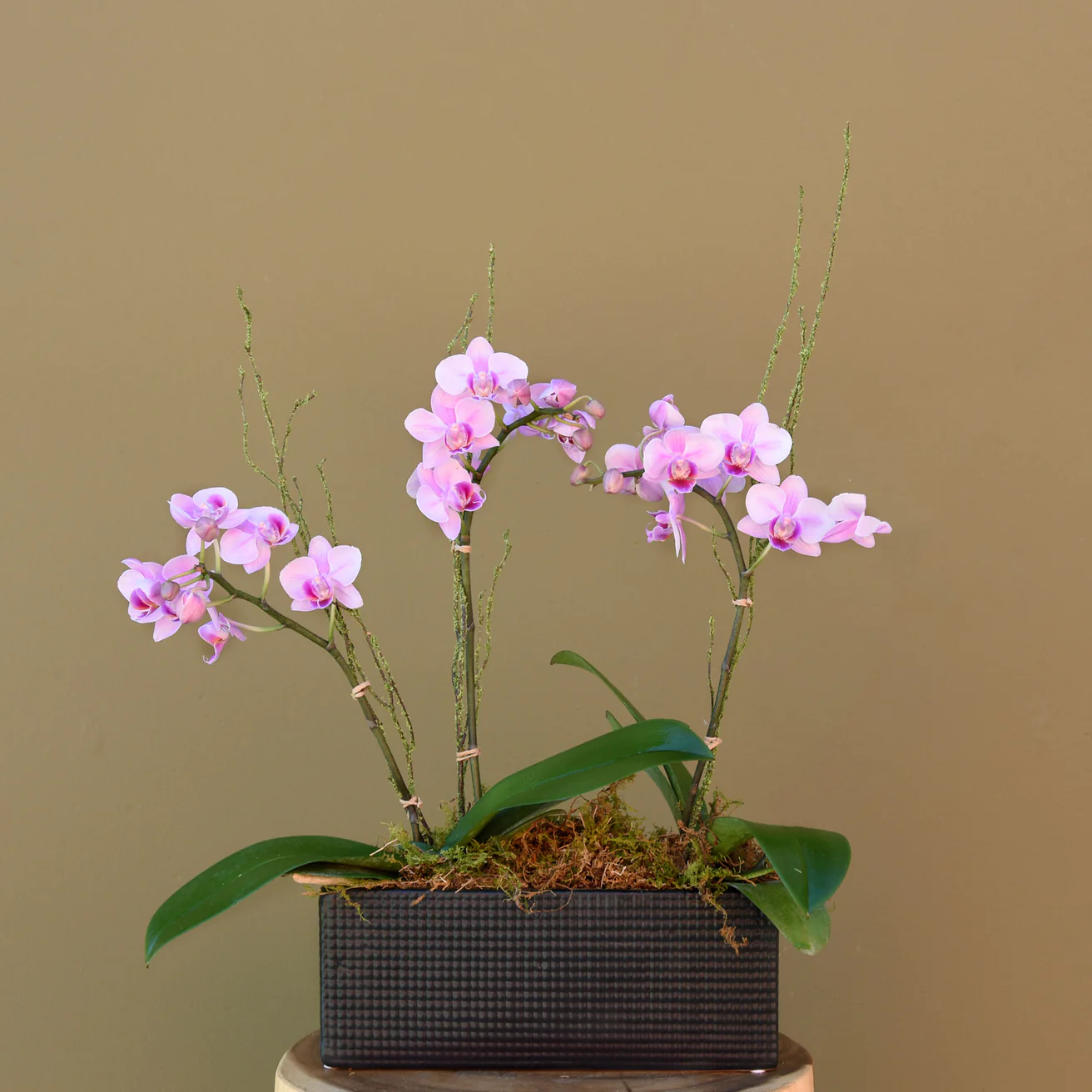 Triplets - The English Garden