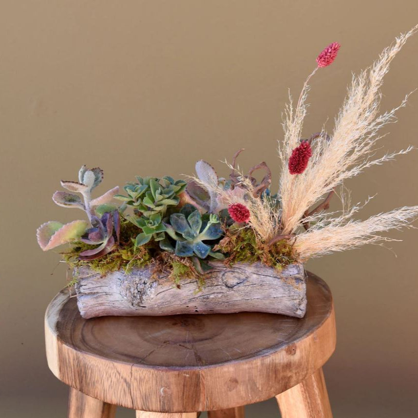 Succulent Log - The English Garden
