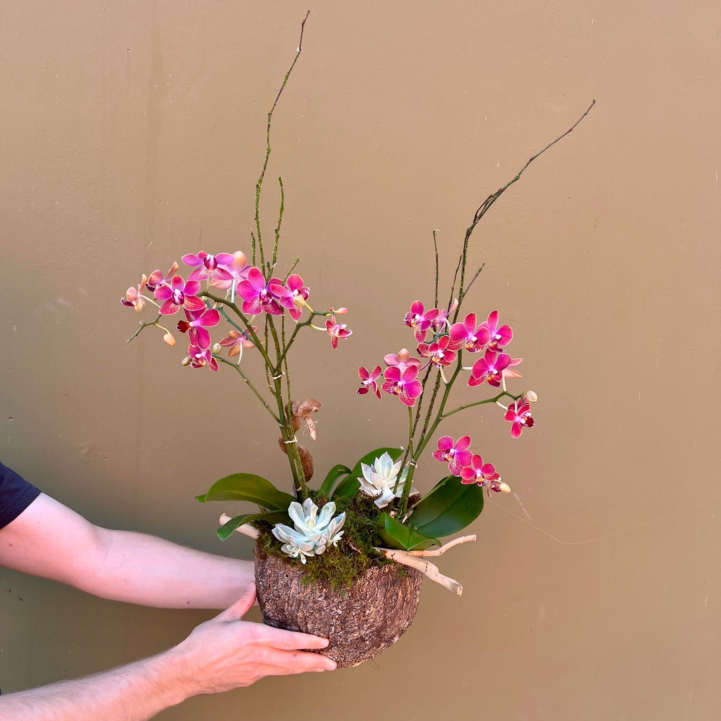 Enchanted Orchid