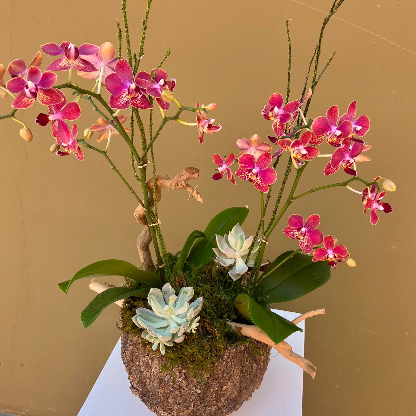 Enchanted Orchid