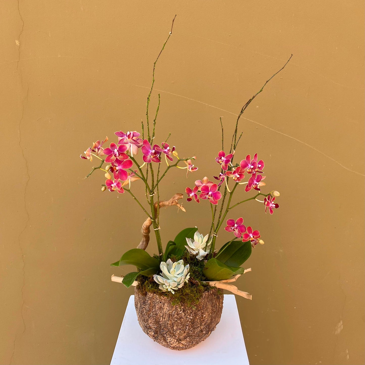 Enchanted Orchid