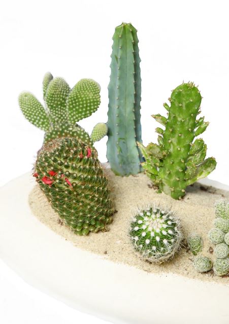 How to Care for a Cactus