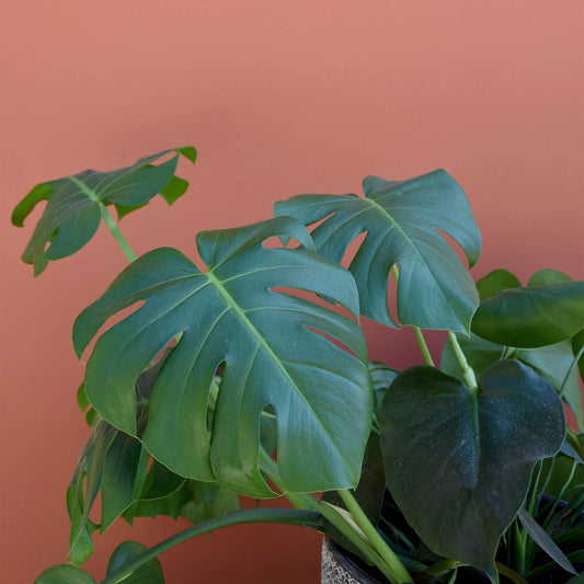 Plants You'll Love For Your Home