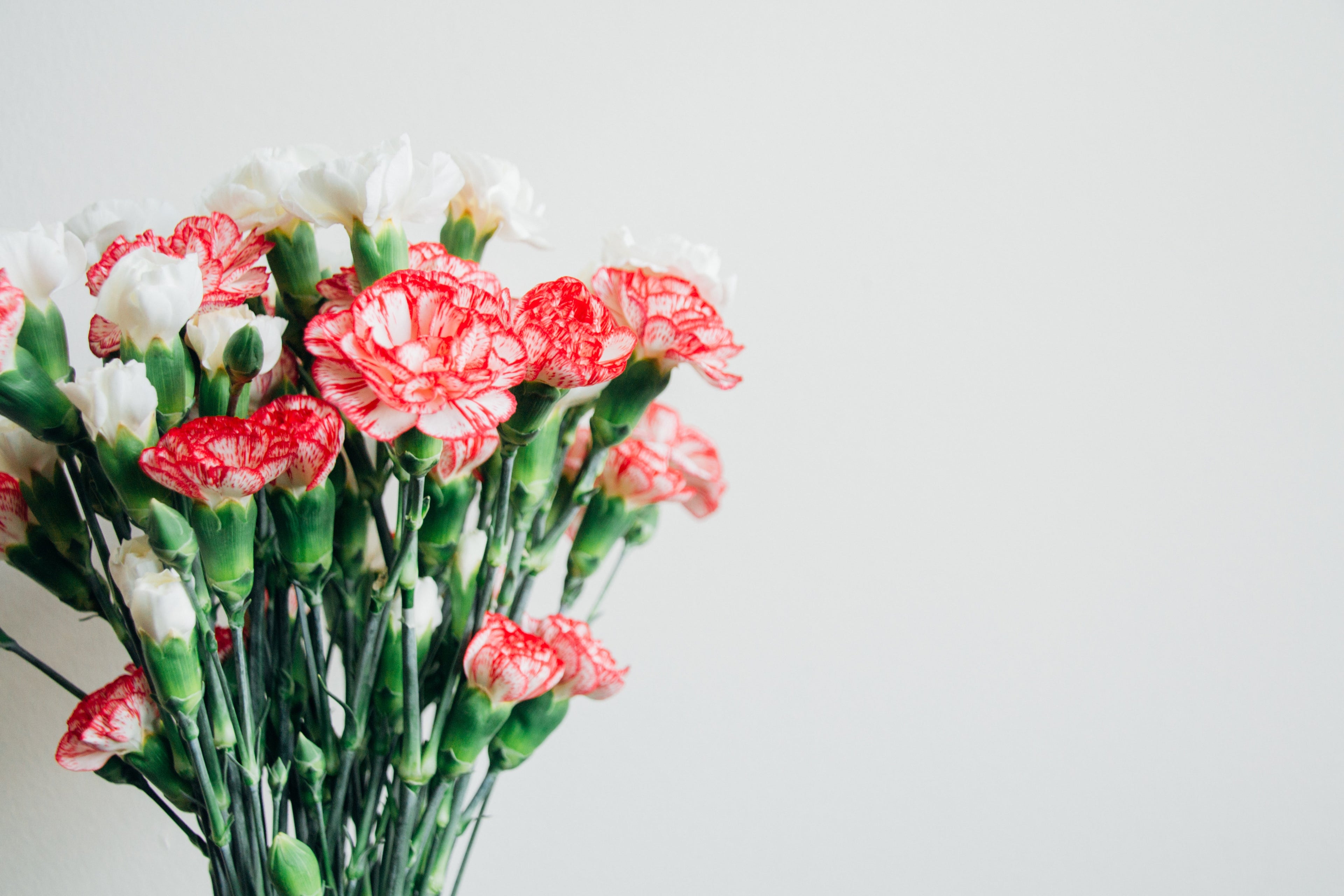 carnations-flowers-florist-bad