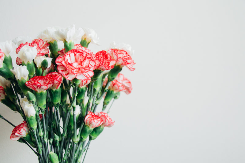 Why Do Carnations Get Such a Bad Rap?