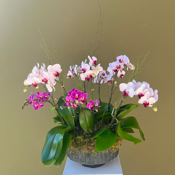 phalaenopsis orchid plant tropical blooms white fuschia 