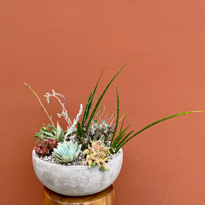 stone succulent garden Stone Succulent Bowl | Luxury Orchid Arrangement | Same-Day Delivery