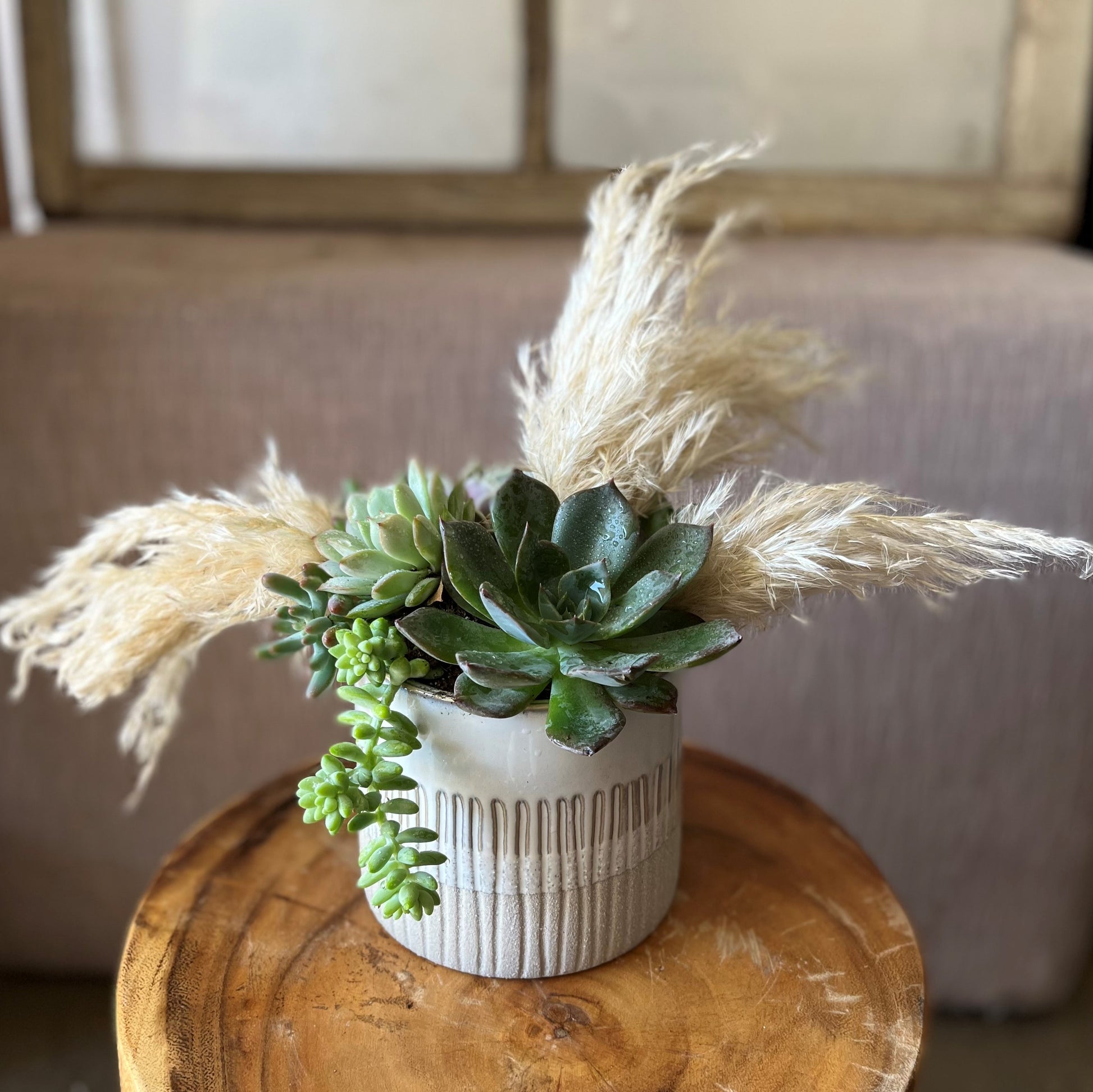 succulent plants for mother's day Oceanic Succulent | Mother's Day Plant Delivery | Plants Delivered Locally