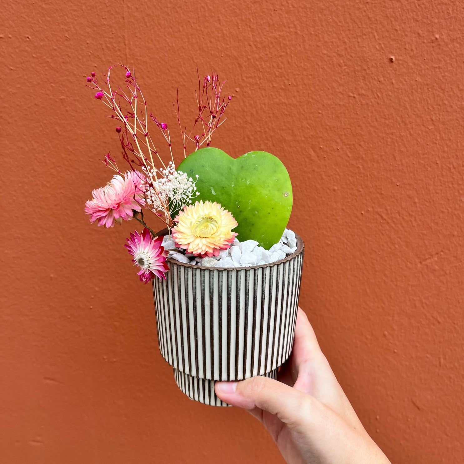 sweet succulent heart garden Heart Shaped Succulent | Potted heart-shaped plant
