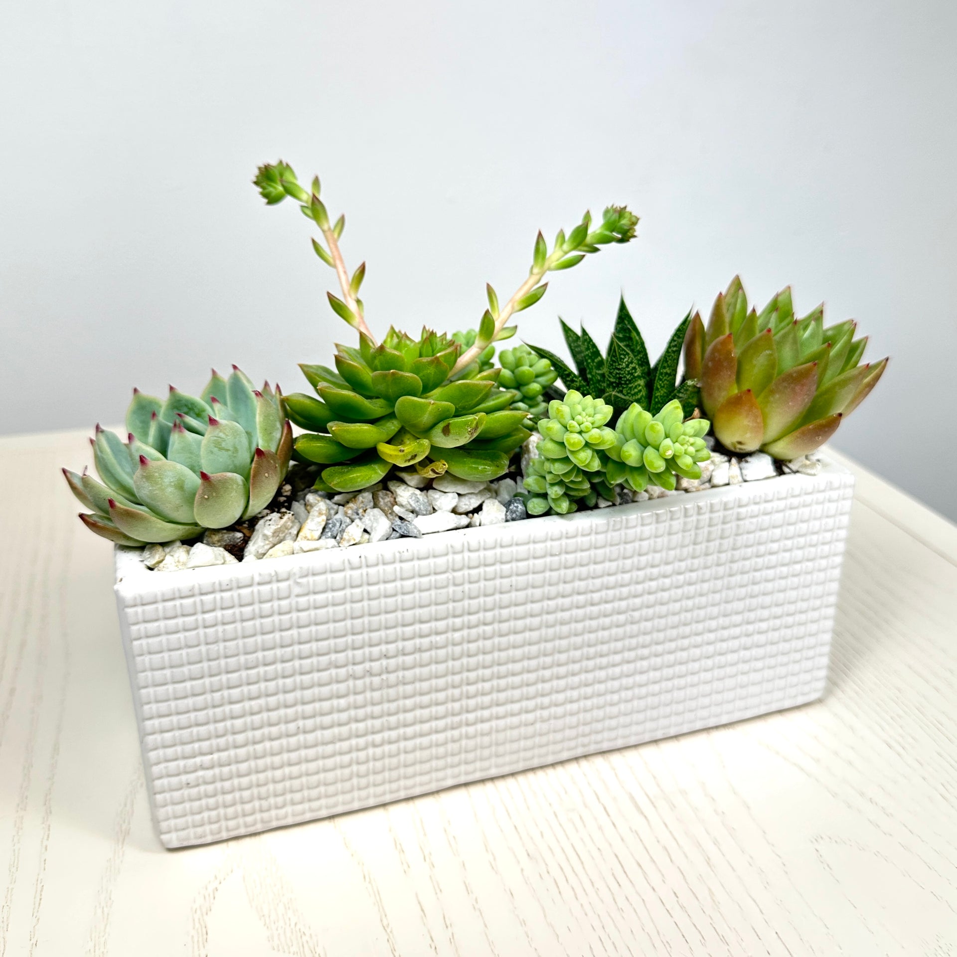 succulent rectangular planter Succulent Garden | Same Day Delivery | Plants Delivered Locally