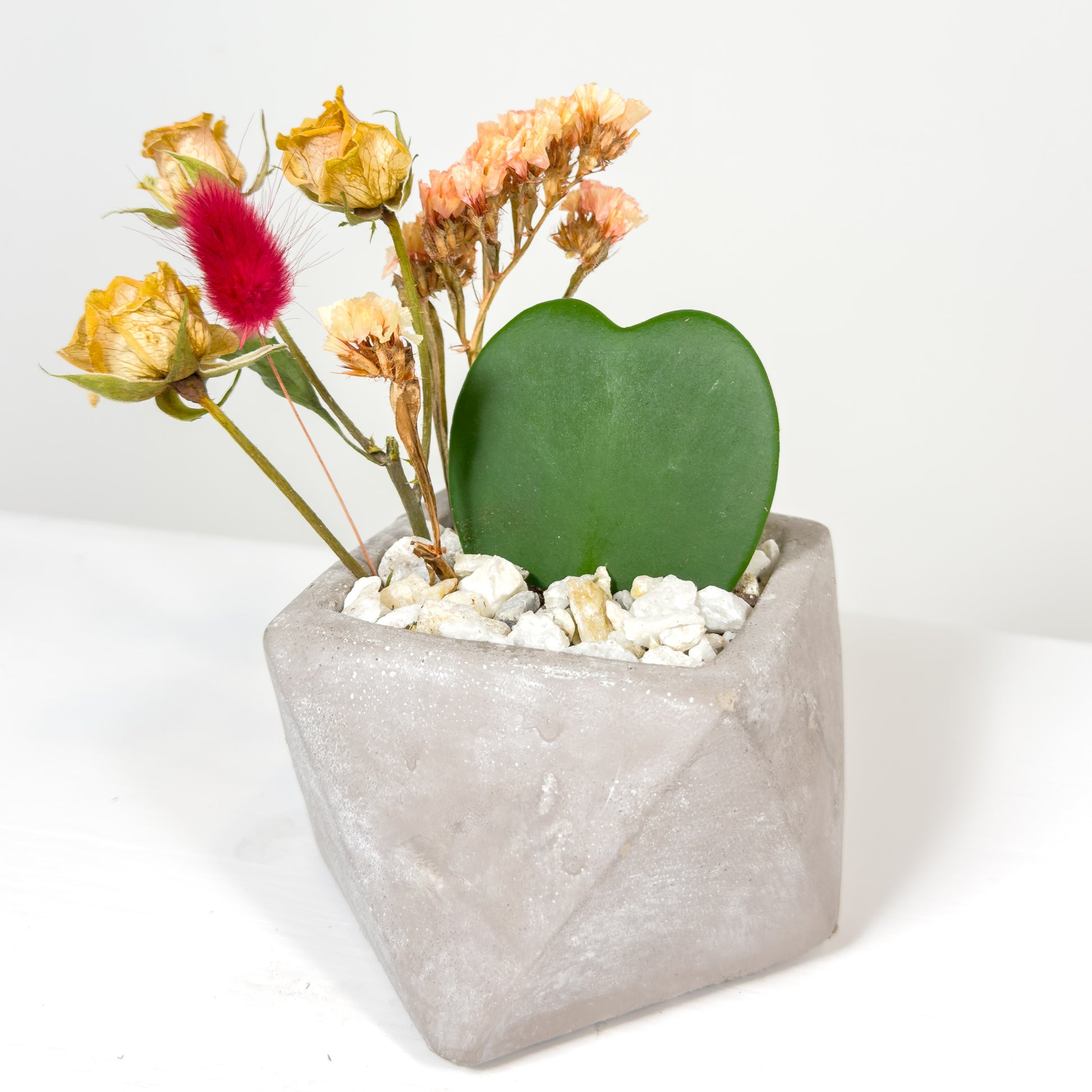 succulent heart shaped Heart Shaped Succulent | Potted heart-shaped plant
