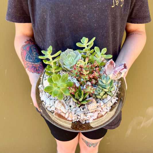 Succulents & Shells