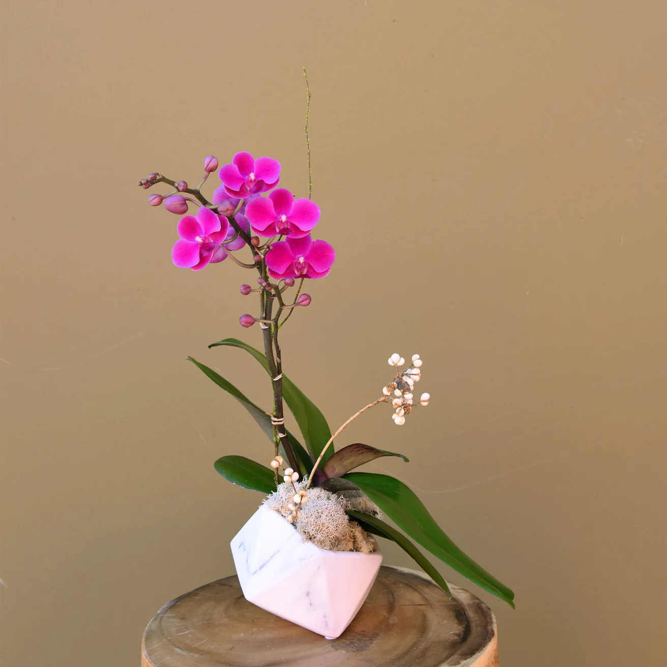 Fuchsia Orchid - The English Garden
