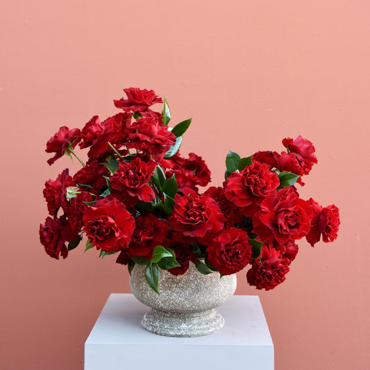 Luxury Five Dozen Premium Roses - The English Garden