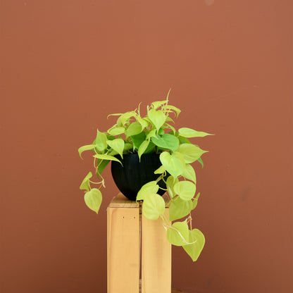 lime green pothos Lime Green Pothos | House plant for Same-Day Delivery