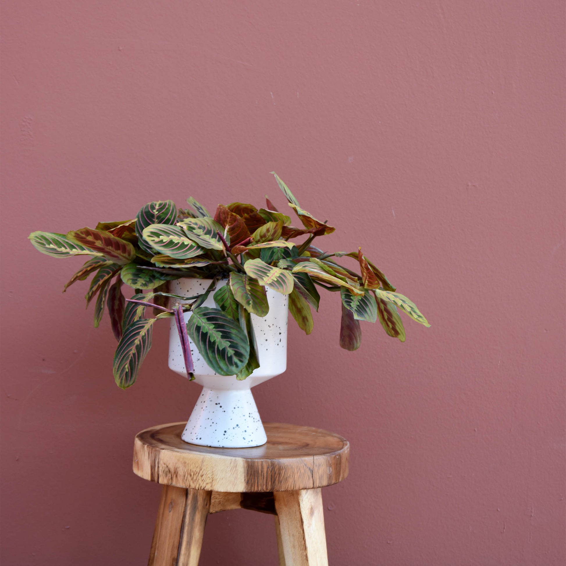 prayer plant delivery Prayer Plant in White | Same-Day Delivery