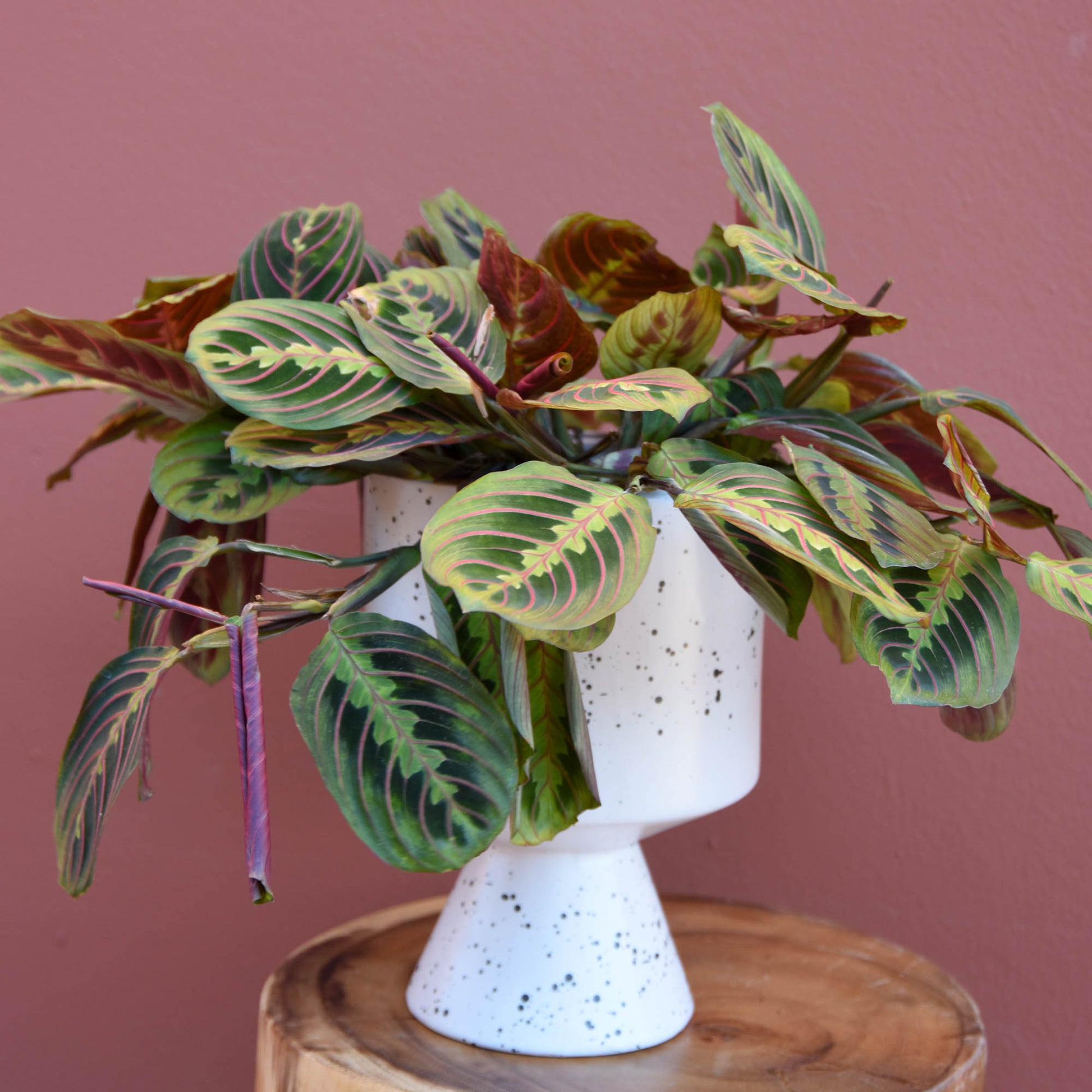 prayer plant with white flowers Prayer Plant in White | Same-Day Delivery